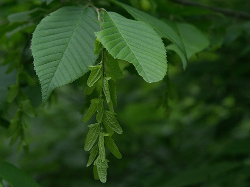 American hornbeam
