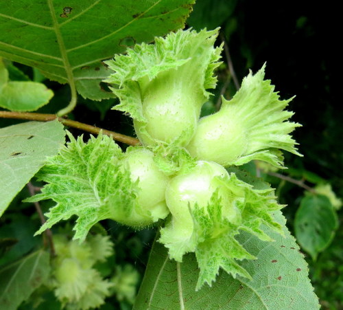 American hazelnut