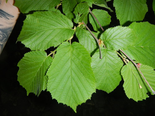 American hazelnut