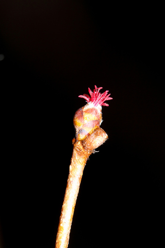American hazelnut