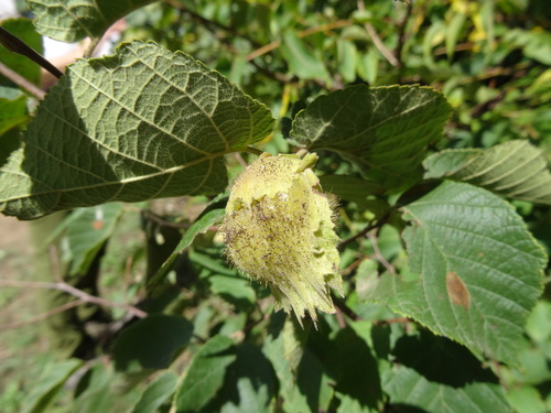 American hazelnut