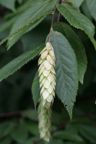 American hophornbeam