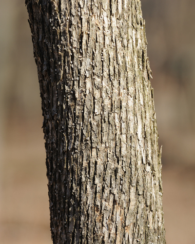 American hophornbeam