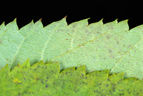 American hophornbeam