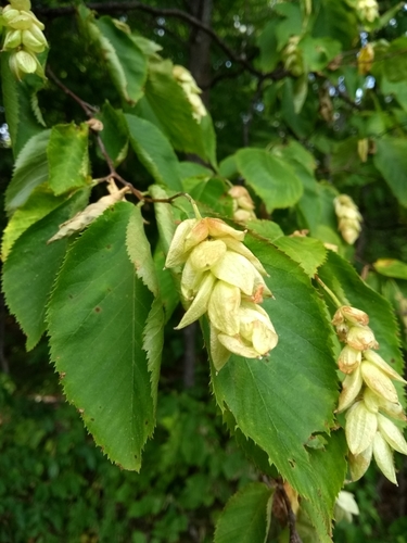 American hophornbeam