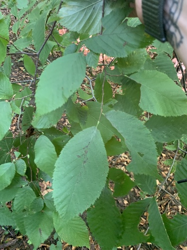 American hophornbeam