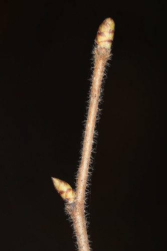 American hophornbeam