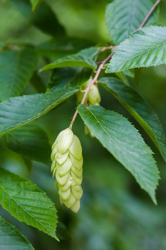 American hophornbeam