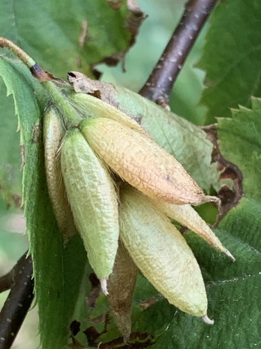 American hophornbeam