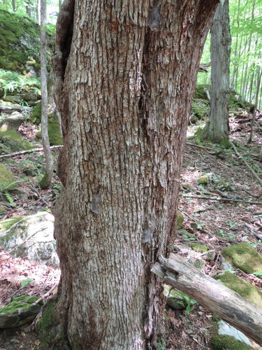 American hophornbeam
