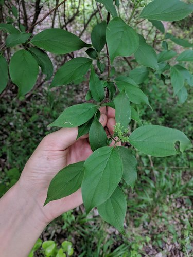 roughleaf dogwood