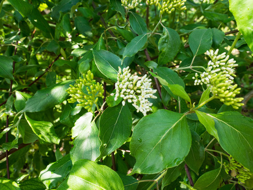roughleaf dogwood