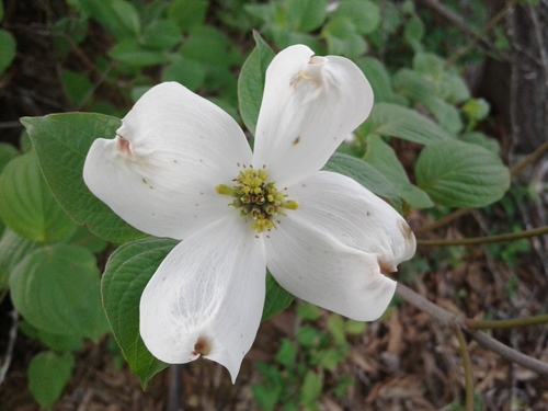 flowering dogwood