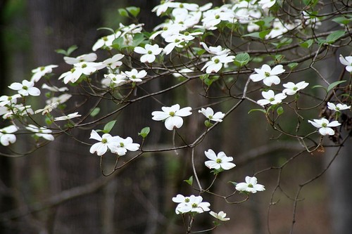 flowering dogwood
