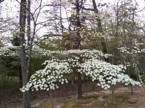 flowering dogwood