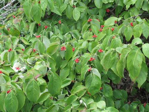 flowering dogwood