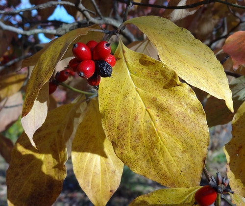 flowering dogwood