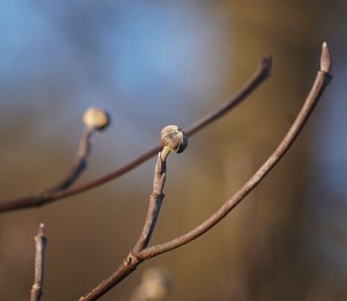 flowering dogwood