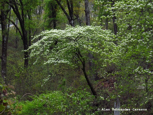flowering dogwood