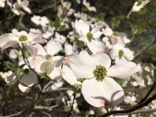 flowering dogwood