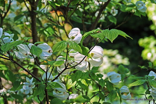 flowering dogwood