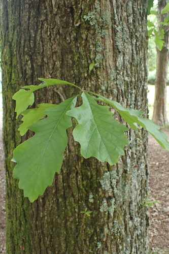 swamp white oak