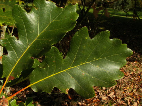 swamp white oak