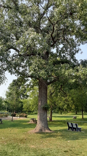 bur oak