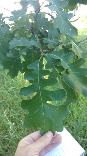 bur oak