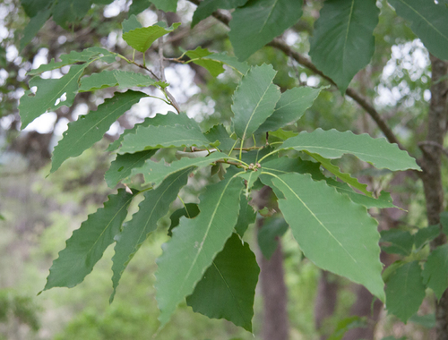 chinkapin oak