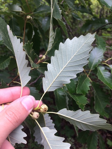 chinkapin oak