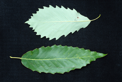 chinkapin oak