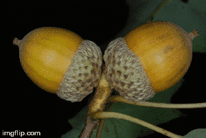 chinkapin oak