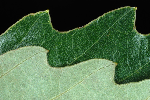 chinkapin oak