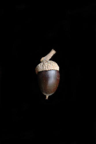 chinkapin oak