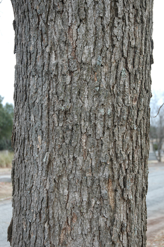 chinkapin oak