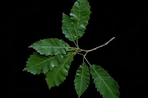 chinkapin oak