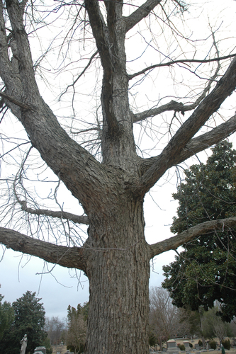chinkapin oak