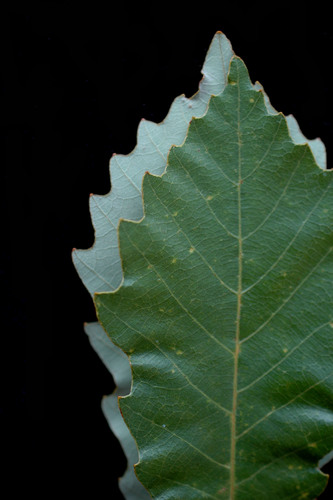 chinkapin oak