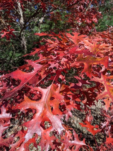 scarlet oak
