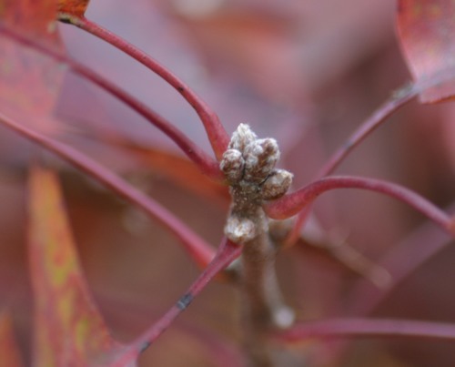 scarlet oak