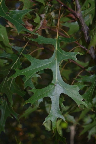 scarlet oak