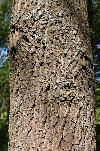 scarlet oak