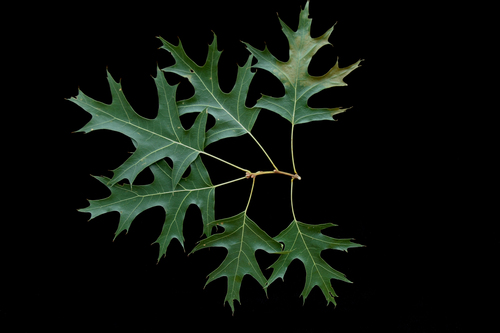 scarlet oak