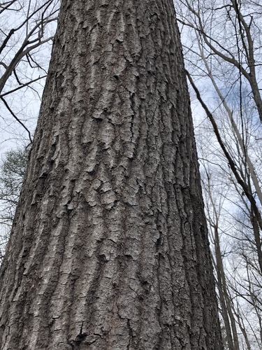 scarlet oak