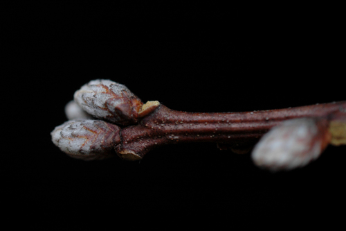 scarlet oak