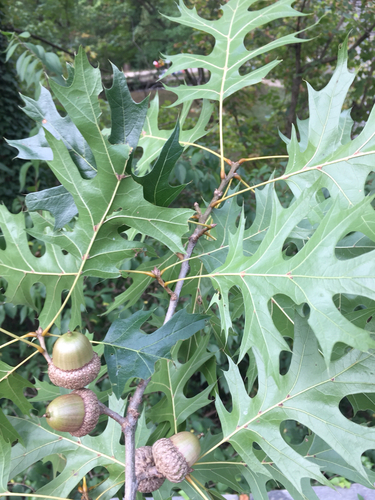 Shumard oak