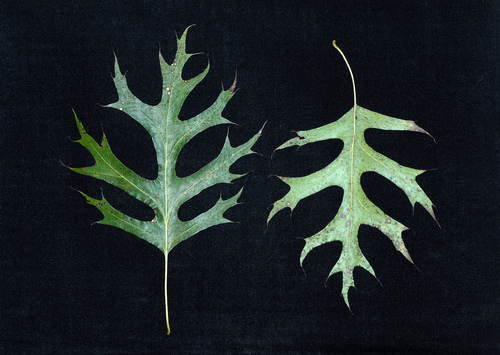 Shumard oak