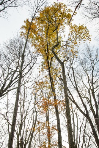 Shumard oak