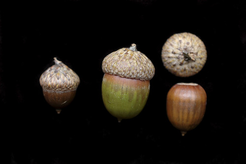 Shumard oak